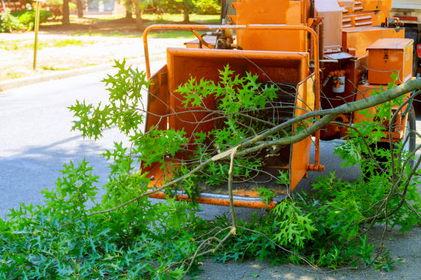 Seasonal Cleanup (Spring/Fall) in Southmont, PA